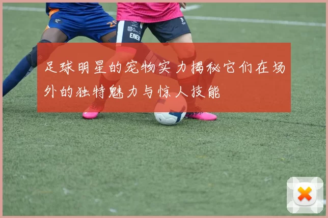 足球明星的宠物实力揭秘它们在场外的独特魅力与惊人技能