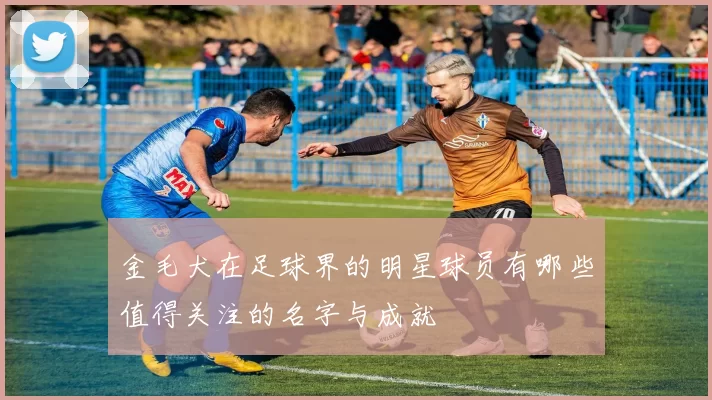 金毛犬在足球界的明星球员有哪些值得关注的名字与成就