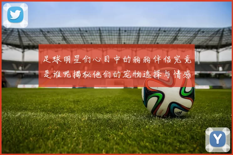 足球明星们心目中的狗狗伴侣究竟是谁呢揭秘他们的宠物选择与情感纽带